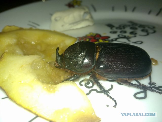 Жужа