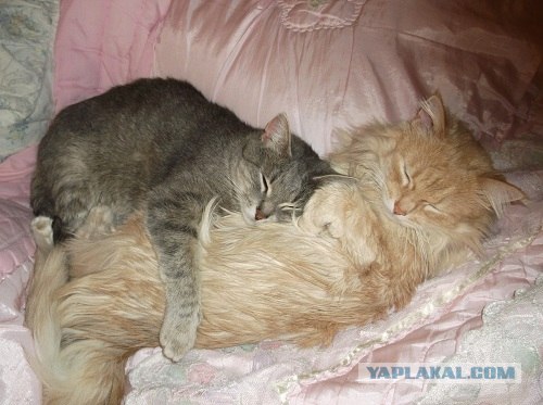Котовторник!