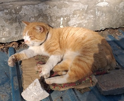 Забавные фото котеек