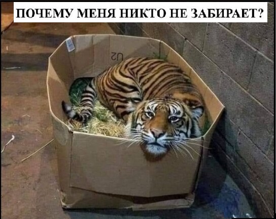 Картинки с котами и про котов