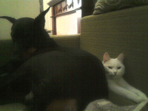 Котенок и доберман