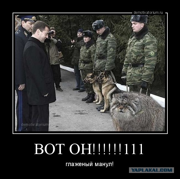Кормёжка манула