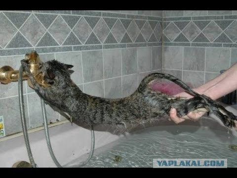 Ну ты, коробка хренова, я жрать хочу!