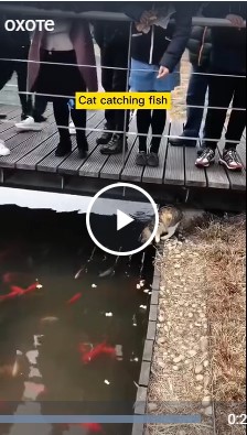 Котаны на охоте