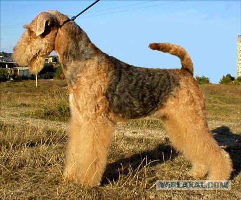 О, my dog