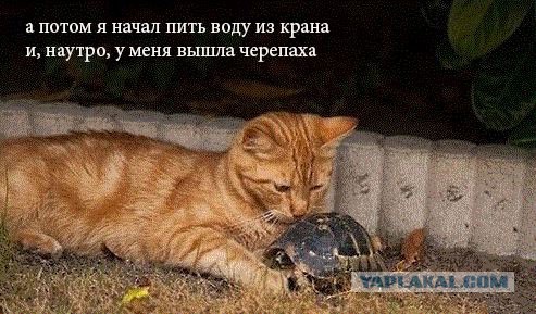 История одного кота