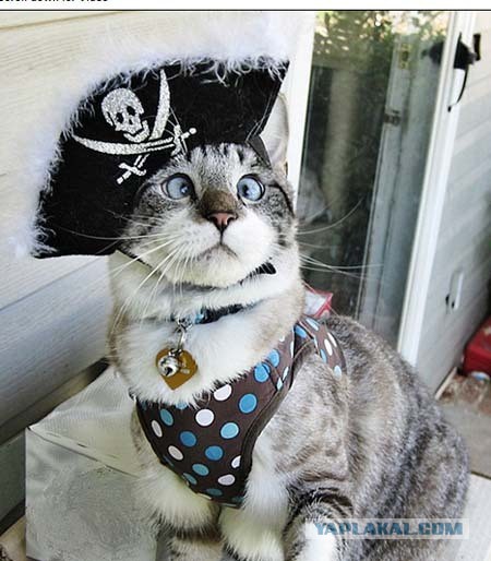 Коты ученых