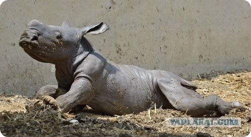 Секс у носорогов - суровая и опасная штука