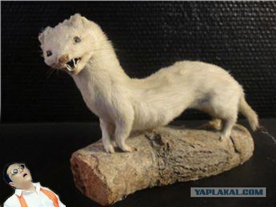 Чучело лисы