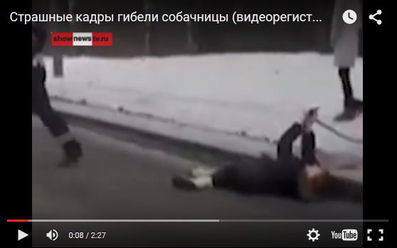 Страшные кадры гибели собачницы (видеорегистратор)