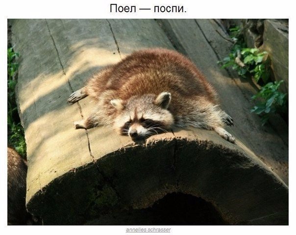 Мохнатые беспредельщики