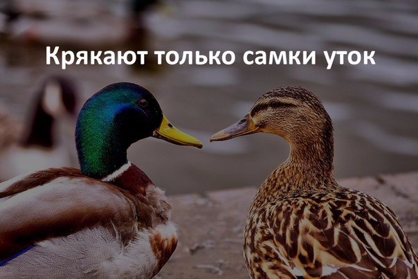 Божьи твари