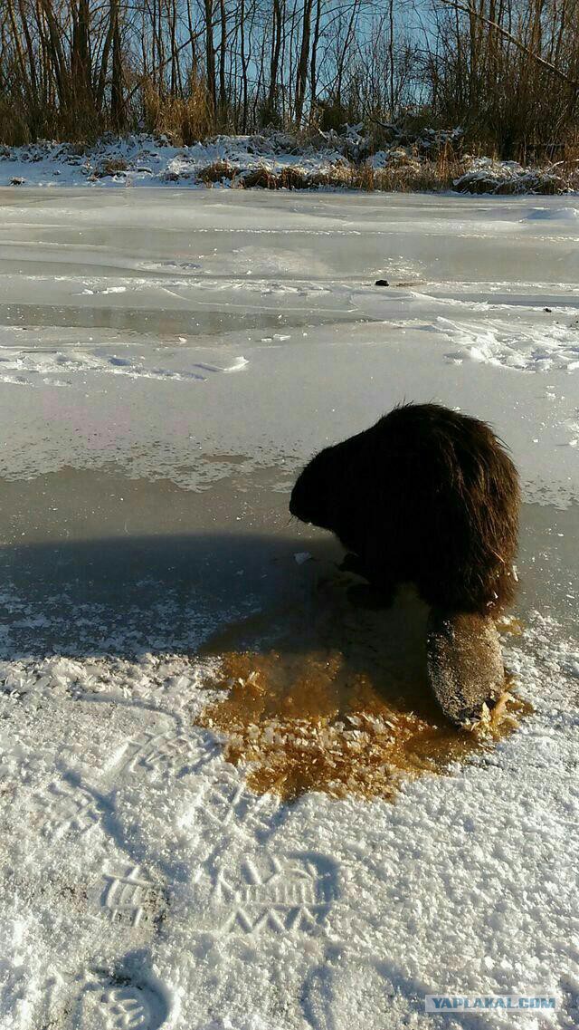 Друг был на рыбалке