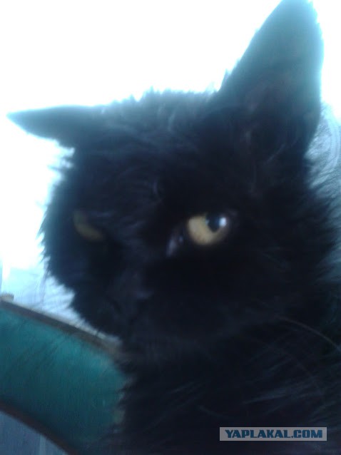 Котовторник 14.03.2017