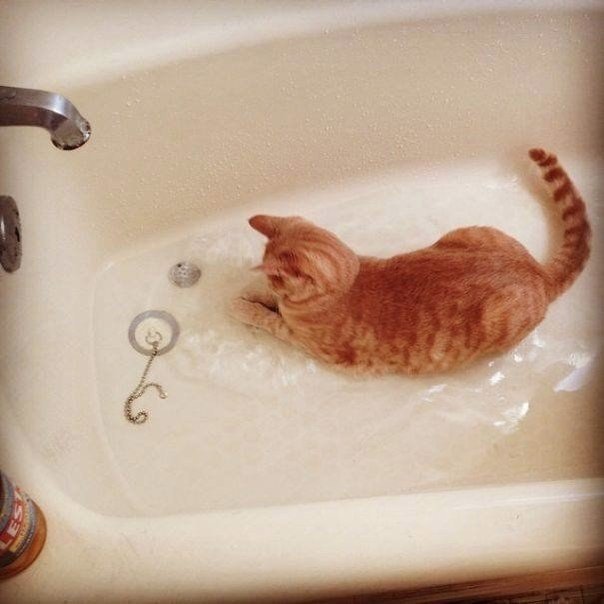 Коты и Кошки