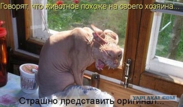 Котовторник 11.07.2017