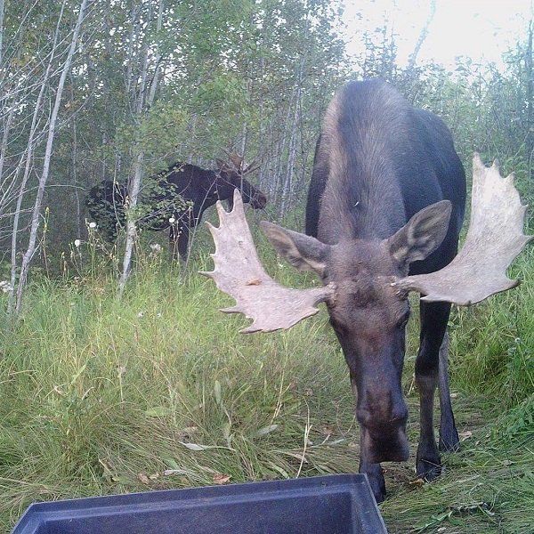 Живность из сети
