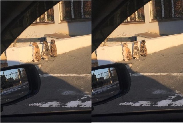 Коты и Кошки