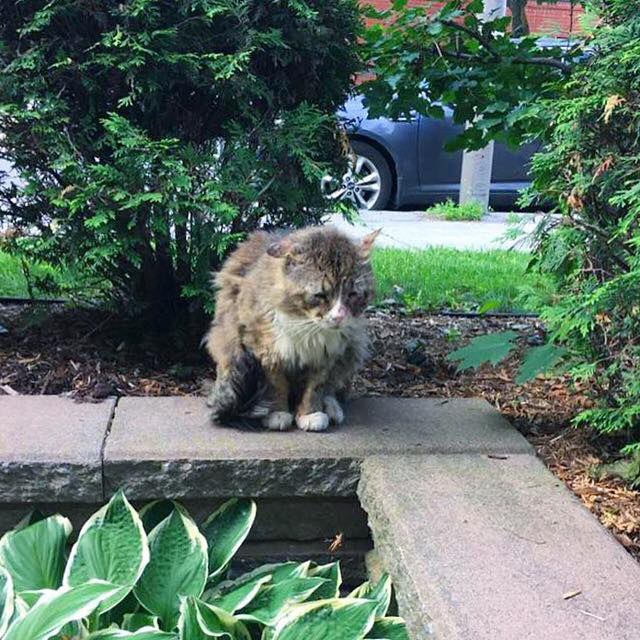Спасение уличного кота живущего в Монреале...