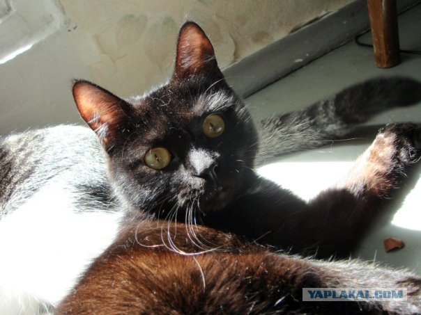 Котовторник на ЯПлакалъ (20.05.08), прикольные коты, добавляем свои!