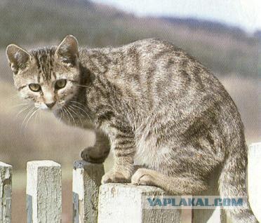 Уррааа! Котовторник на ЯПлакалъ!
