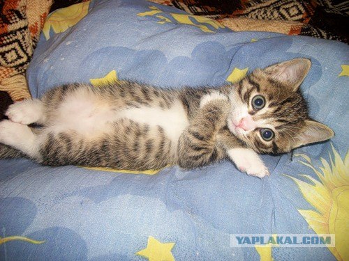 Котятовторник