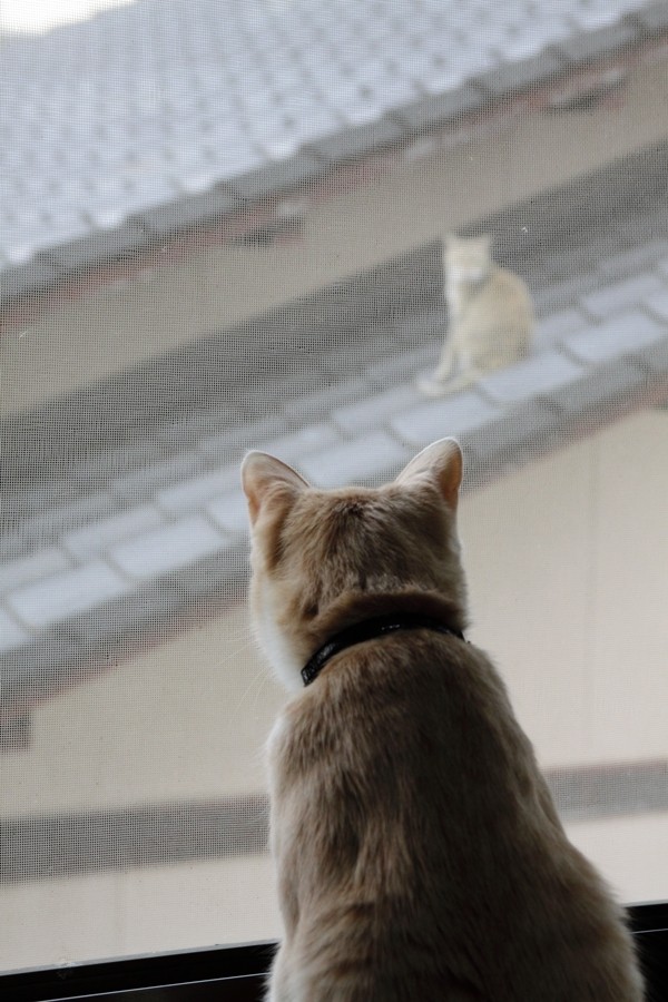 Котейкин вторник! Космический 12.04!