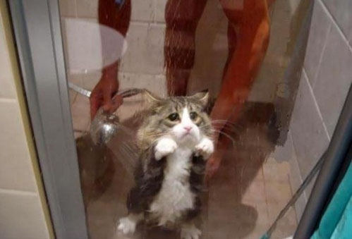 Ты не жилец, хозяин