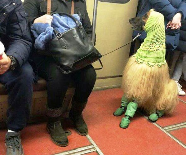 Живность из сети