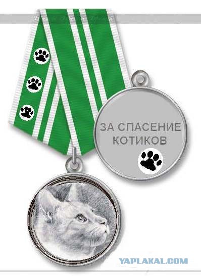 В Хабаровском крае сотрудники МЧС спасли 6 котов