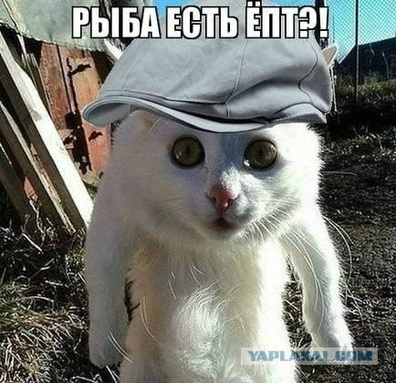 Боевые коты
