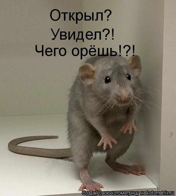 Ура! Мне подключили интенет! (БАЯНЫ)