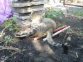 Сколько должна зарабатывать женщина, чтобы позволить себе семью?