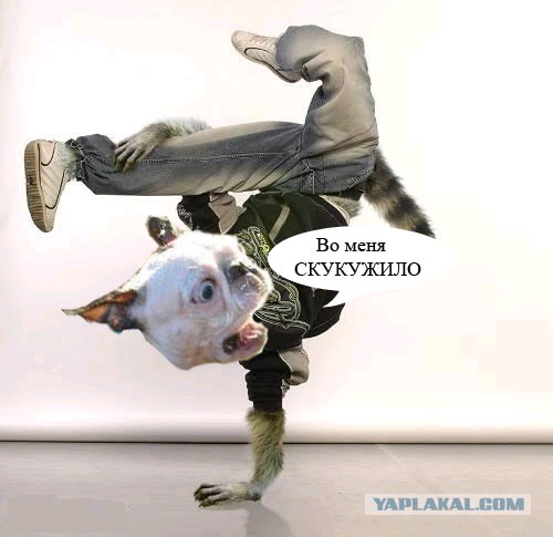 Хозяин, ты что?