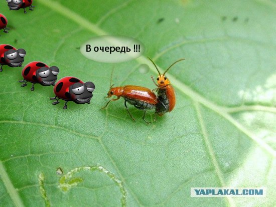 Он как бы нам машет?