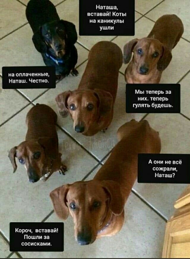 Мемы про Наташу
