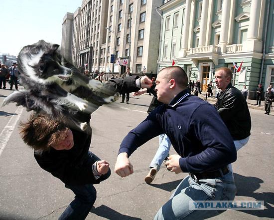 Фотожаба: Собака испугака