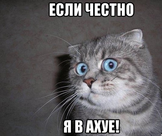 Почему мои кошки долбоёжки?