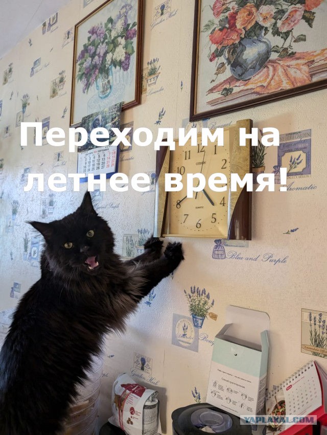 12 самых смешных котов в истории комического конкурса Comedy Pet Photography Awards