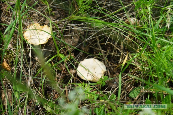Лисички маринованные, Запасаюсь на зиму