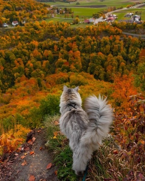 Осенний кот