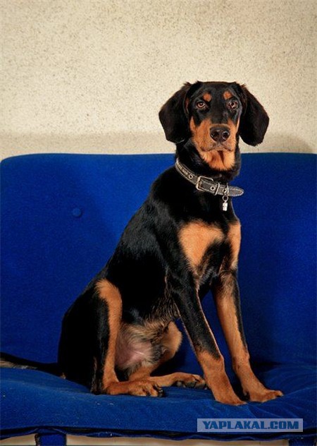 Спасенные собаки