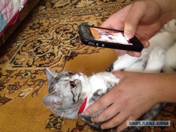 Котовторник 02.09.2014