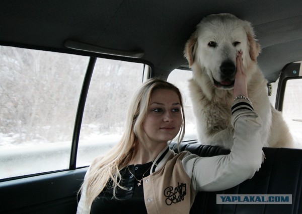 Самые редкие породы собак