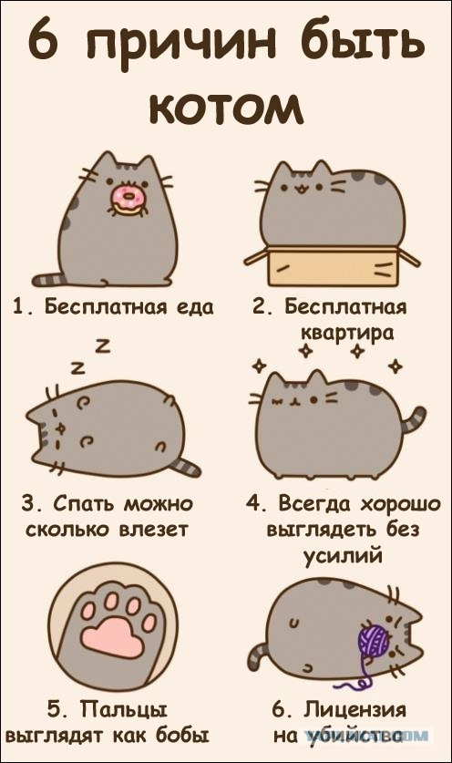 6 причин быть котом