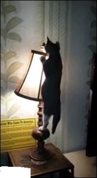 Проживание с двумя девушками