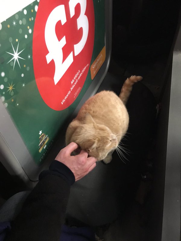 Этот кот полюбил один супермаркет и не хочет