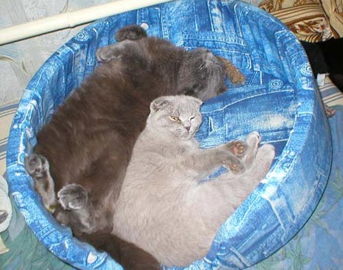 Коты, кошки, котята