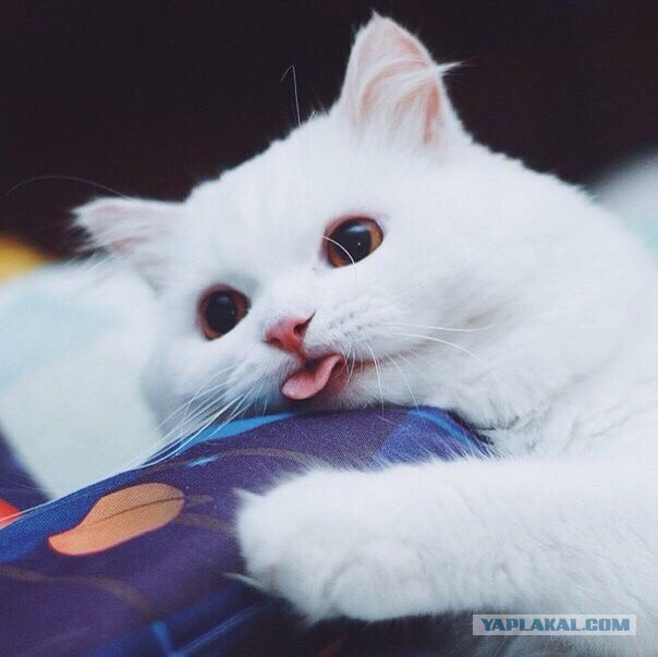 Котовторник 16.02.16