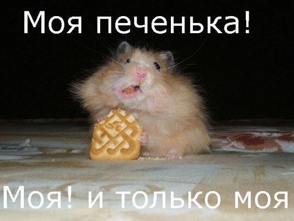 Мохнатые беспредельщики